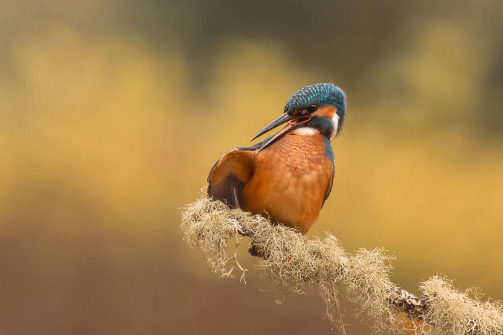 Horst, ter Gert: Cleaning my feathers