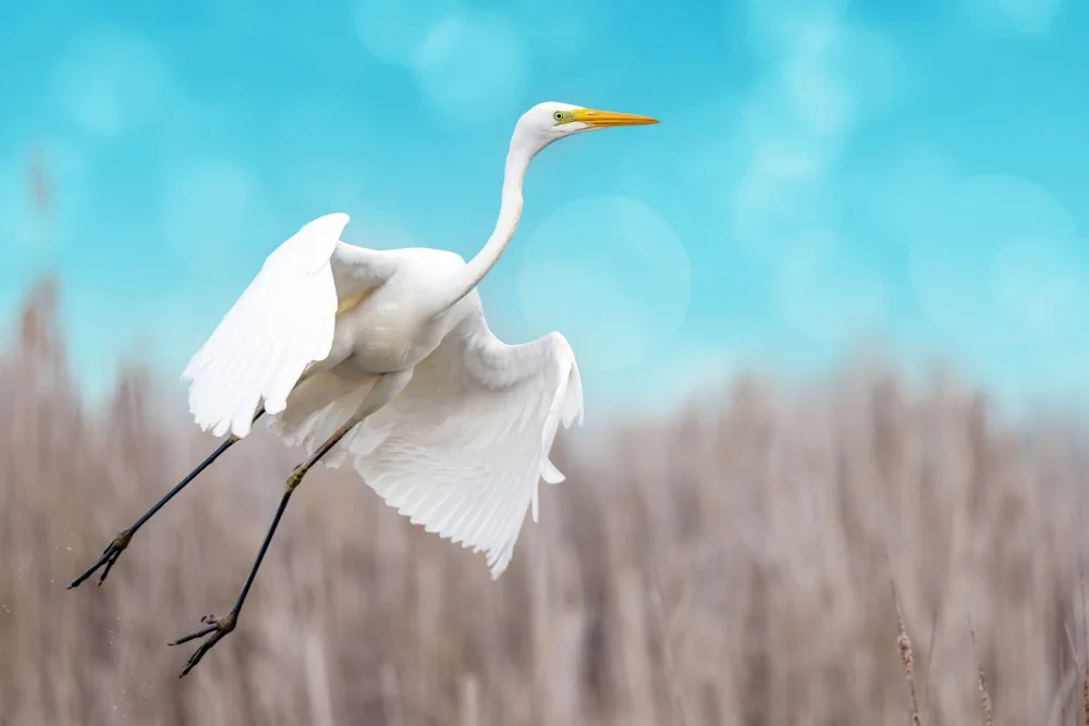 Or, Bar Eyal: Great egret taking off