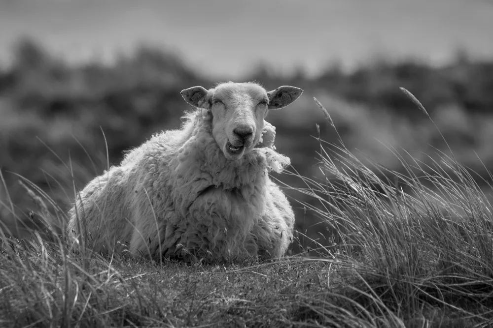 Balzer, Bodo: Happy sheep resting in the dunes