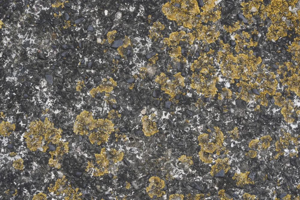 Paksoylu, Bilge: Tex Surface S29