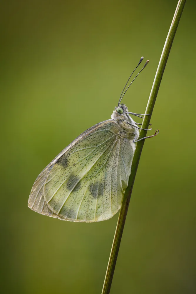 Renmyr, Magnus: Butterfly on a straw