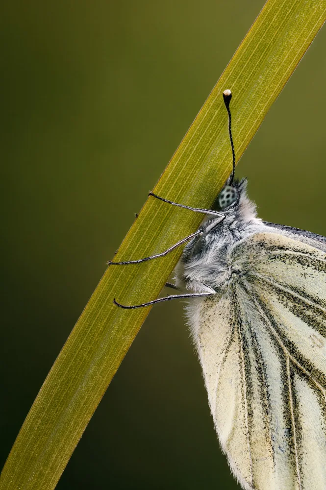 Renmyr, Magnus: Green-Veined White