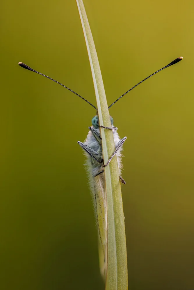 Renmyr, Magnus: Green-veined white