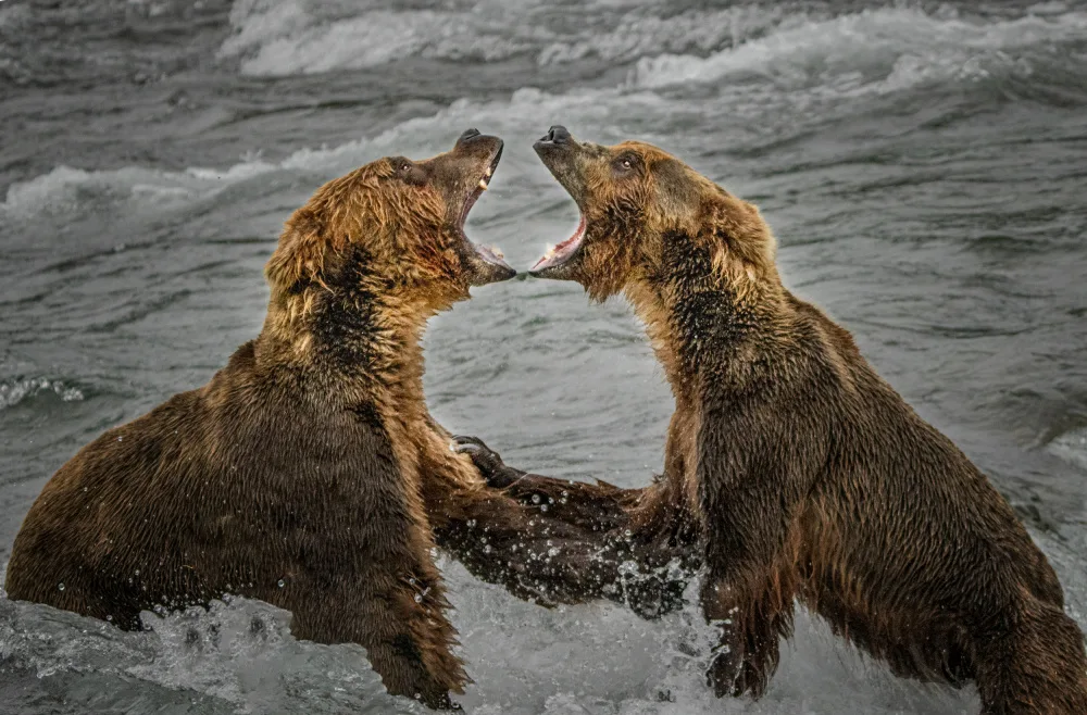 Su, Yuan: Fight for the fish