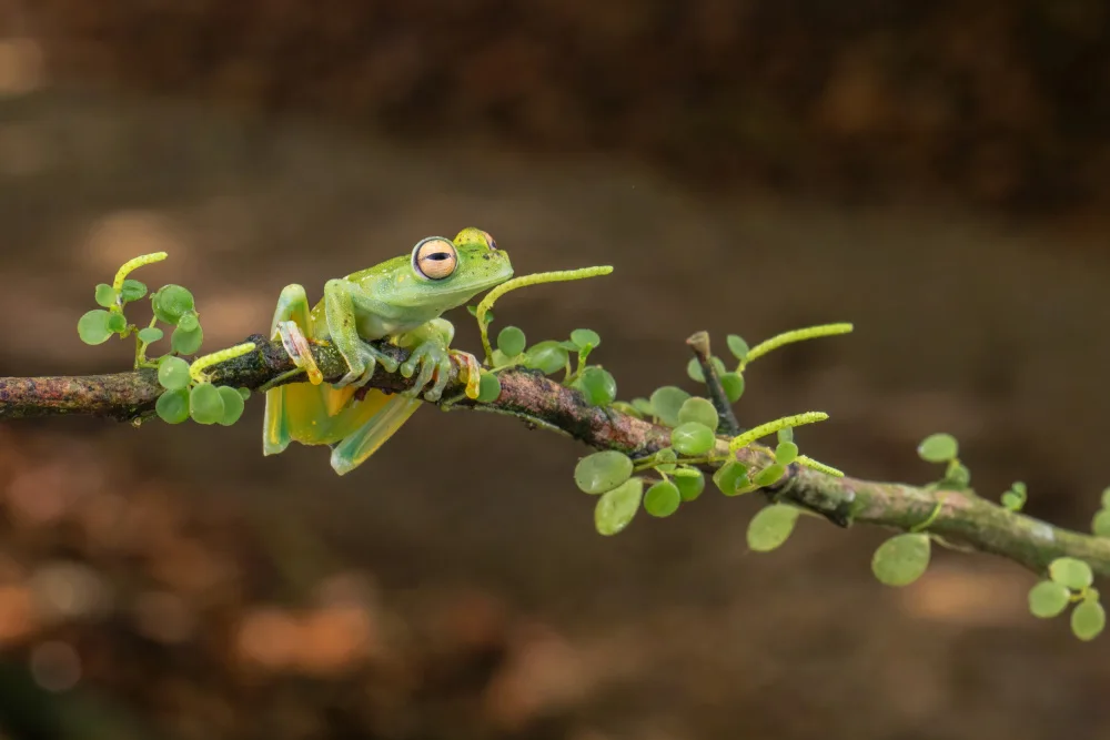 Xu, Sheila: A Costa Rica Frog