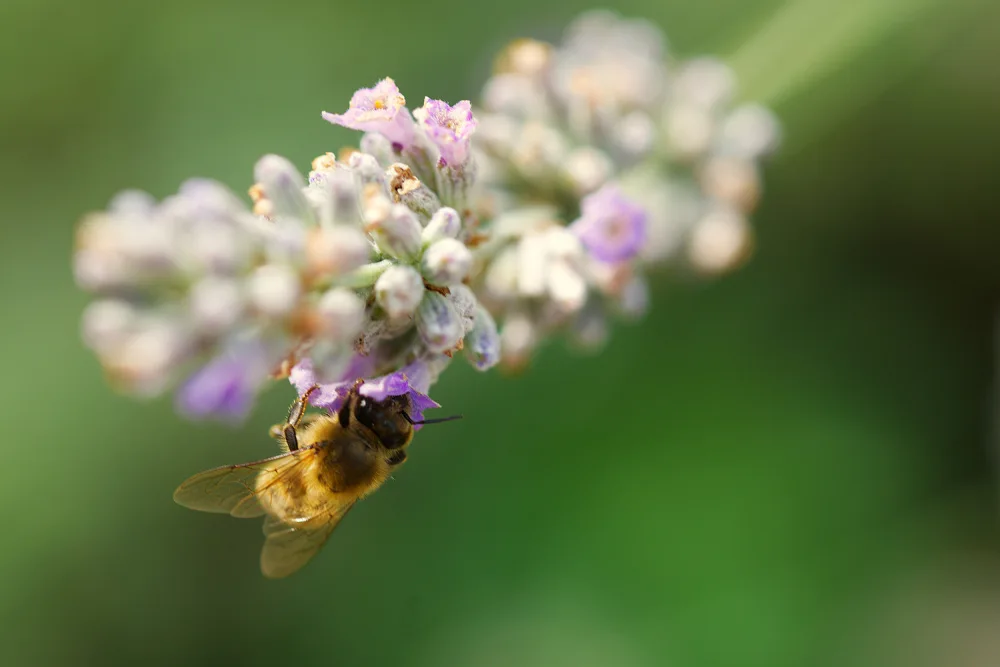 Leon: Biene auf Lavendel