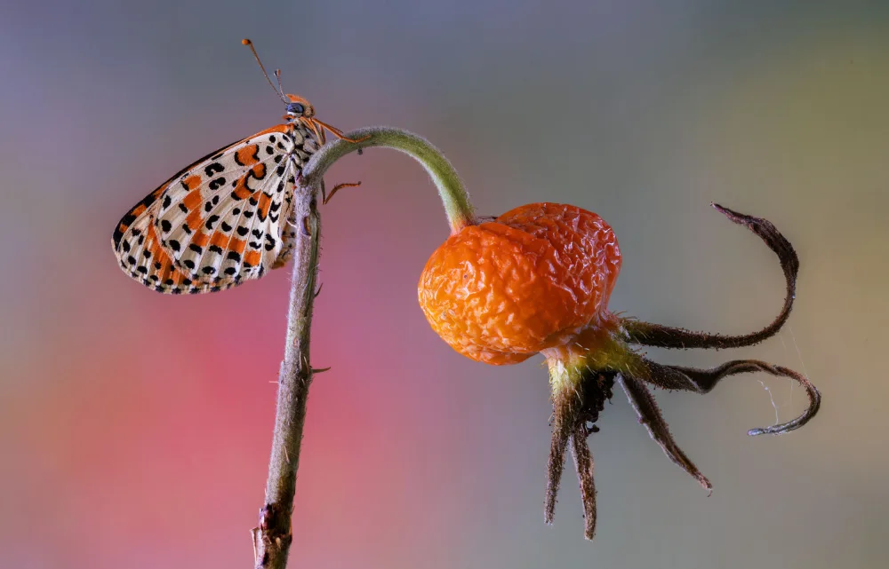 Chiodini, Massimo: Butterfly rides octopus