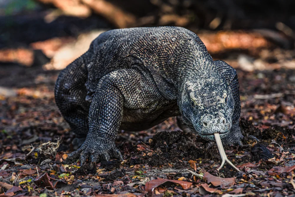 Tagliarino, Marco: King of Komodo