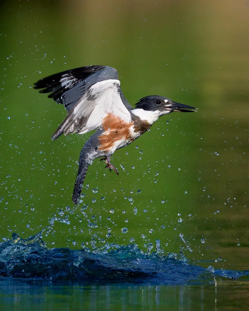 Chen, Johnny: Belted Kingfisher with catch
