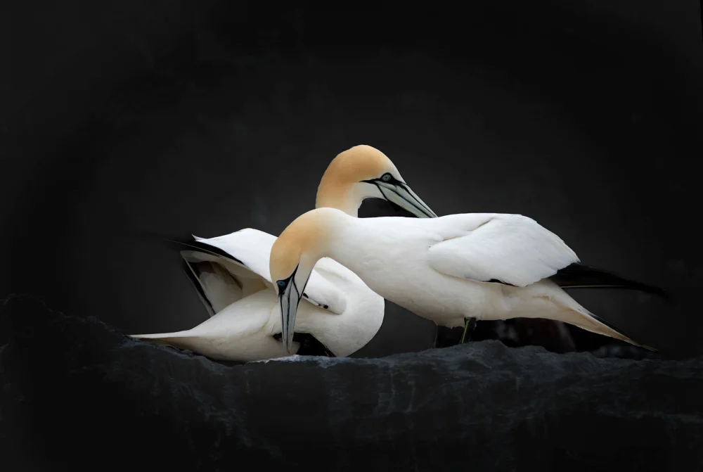 Engström, Erik: Tenderness