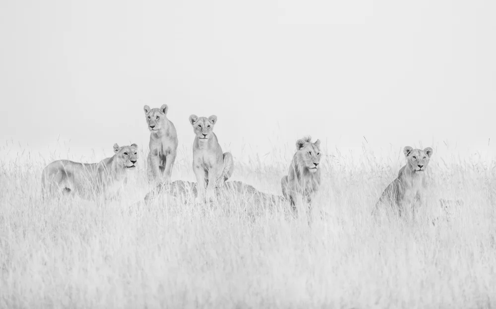 LI, MIN: Lions