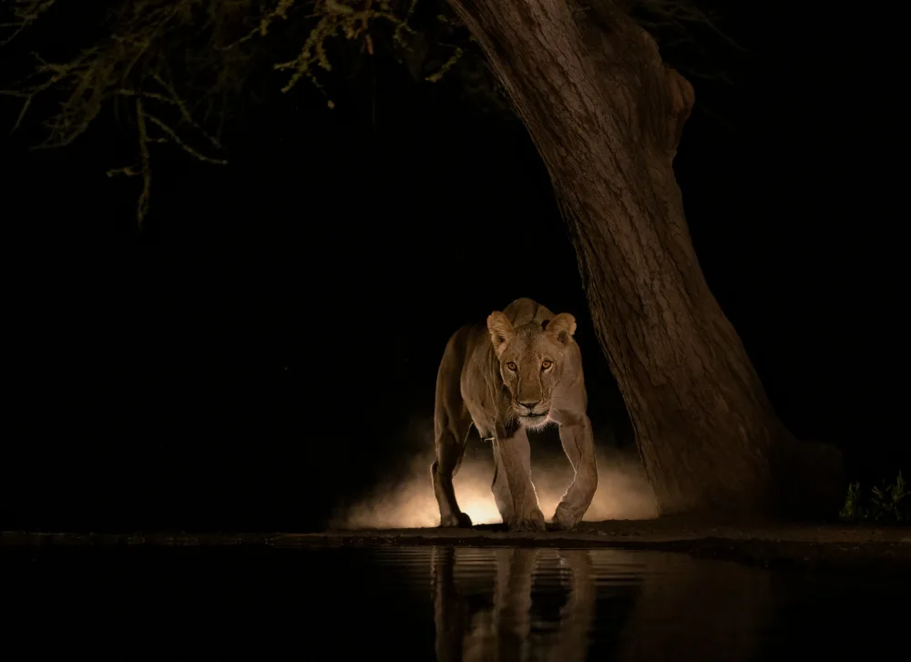 LI, MIN: Lion at night