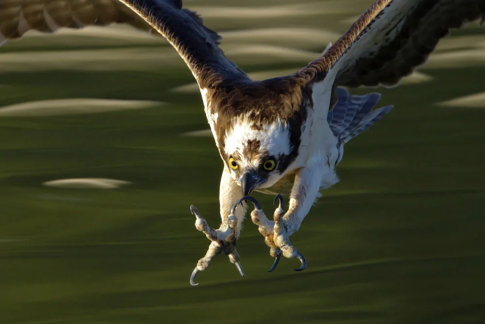 Lam, Gavin: Osprey in action...