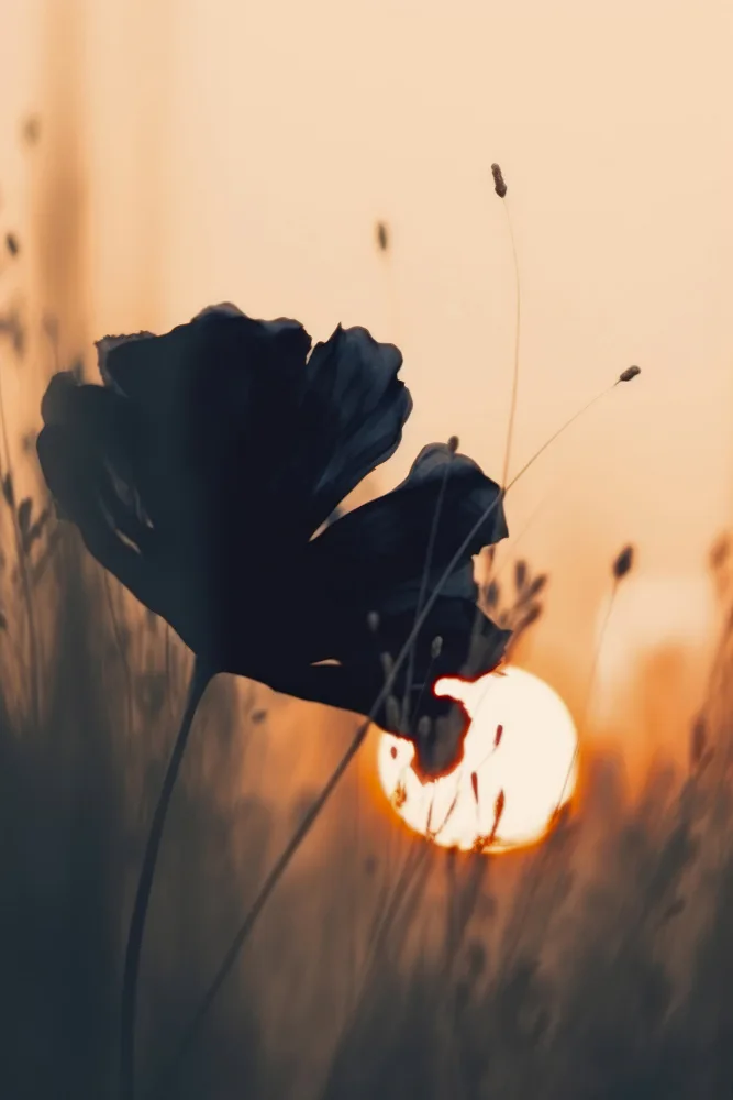 Treechild: Avant le coucher du soleil n°2