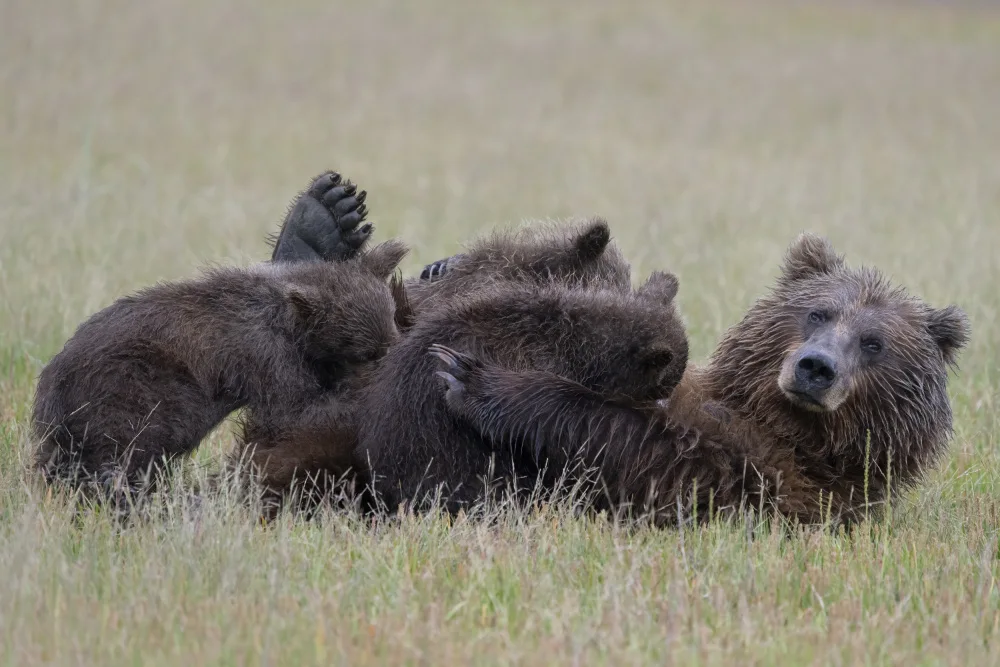 Lester, D Linda: Nursing Mama Bear with Triplets