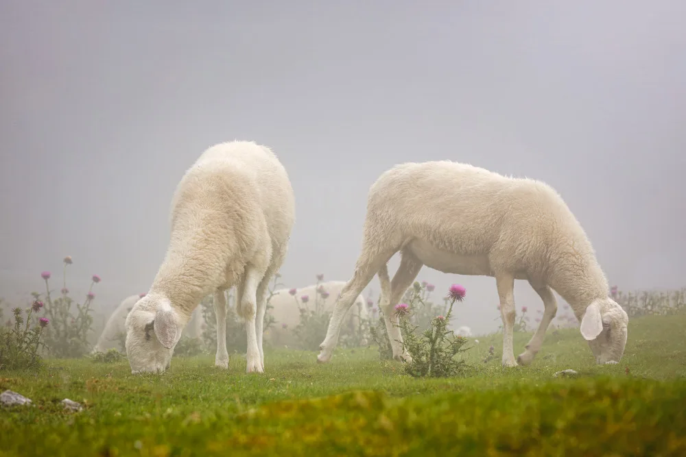 Baloh, Davorin: Sheeps in the Mist