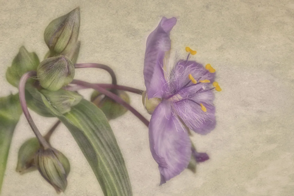 Stas, Marie-anne: Purple
