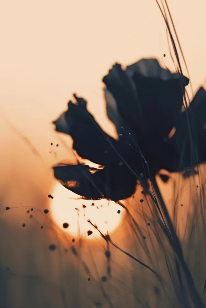 Treechild: Before Sunset No 4