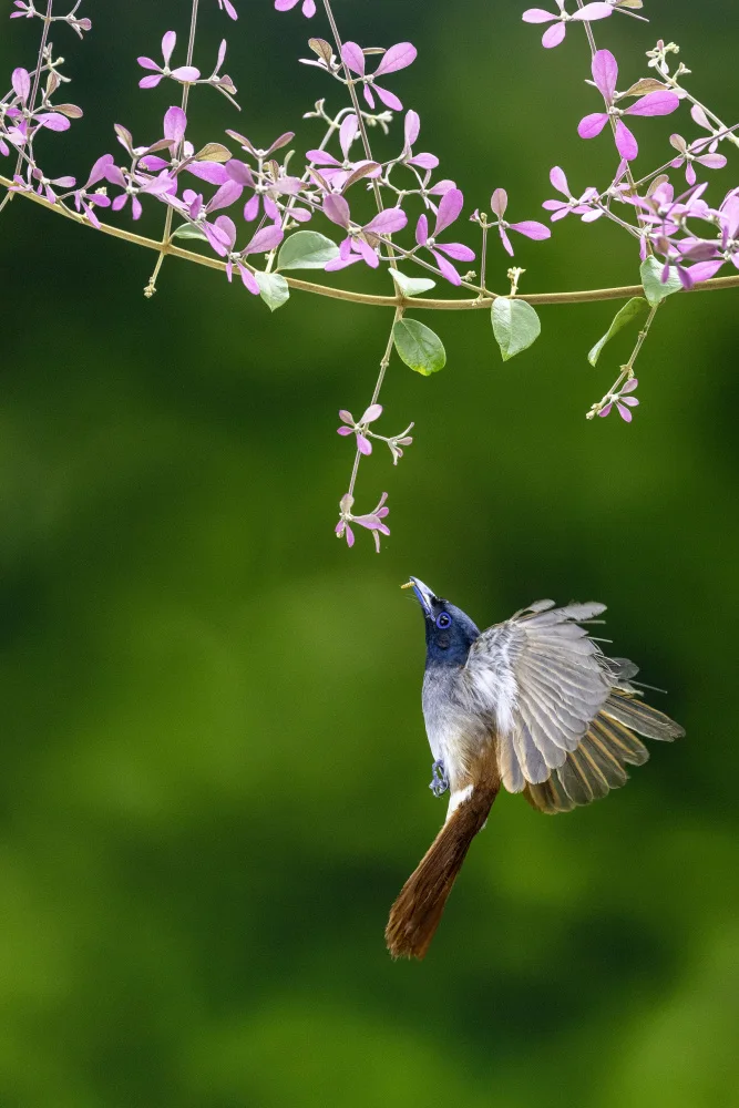 Widjaja, Sally: Female Paradise flycatcher