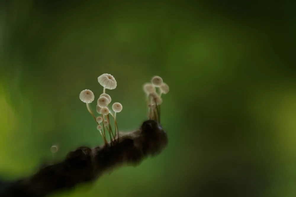 Haaksma, Piet: Mushroom wheel