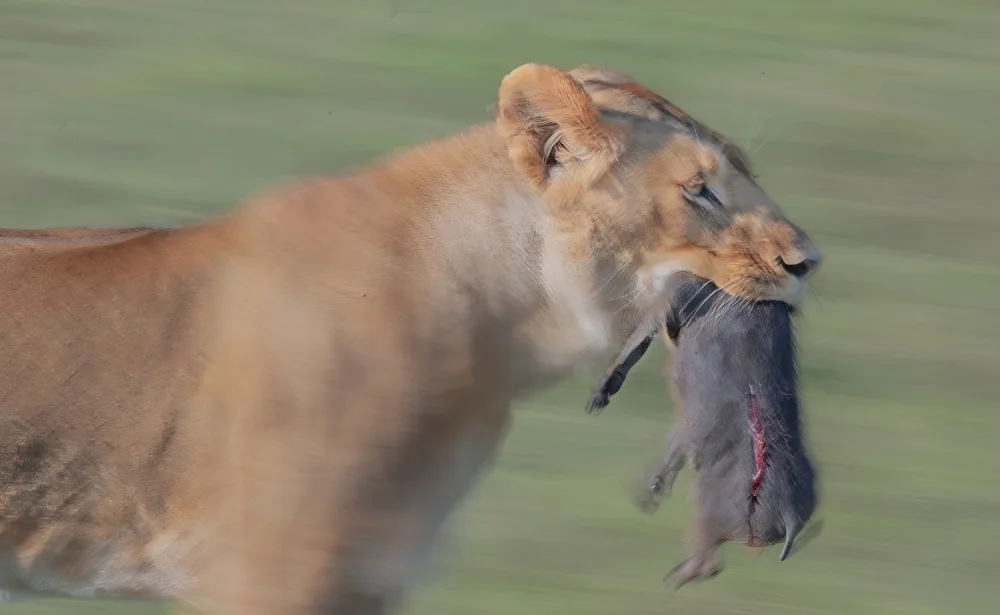 Fischer, Jie: The lioness with prey