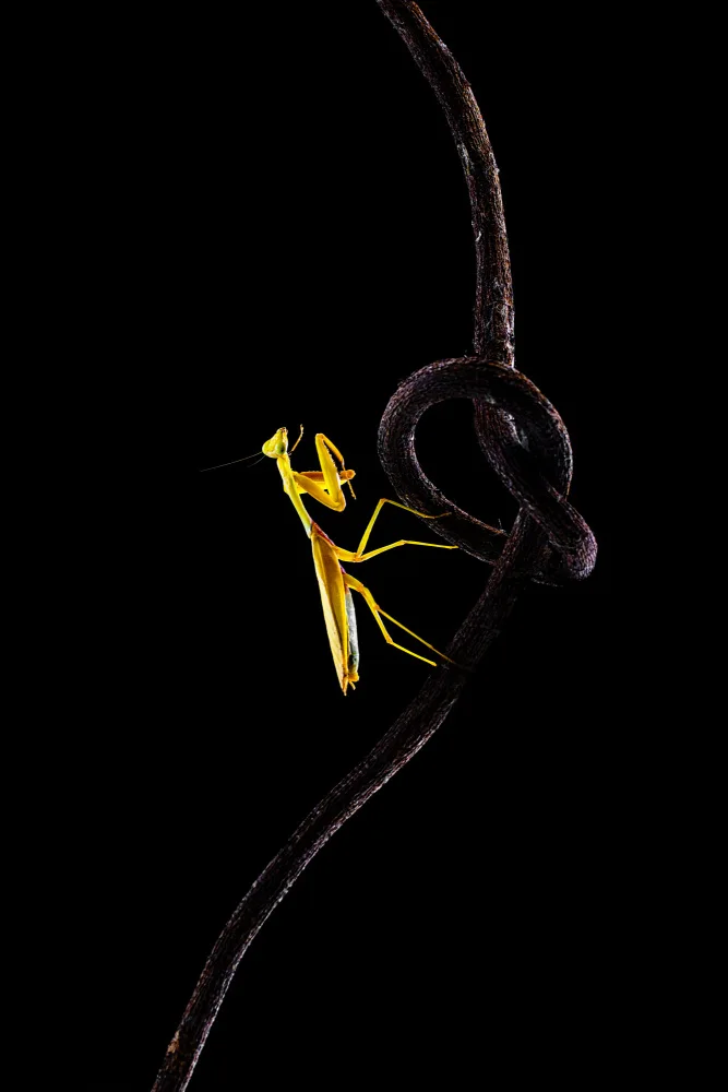 Halil, Andi: The Yellow Mantis