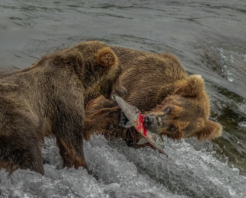 Su, Yuan: Snatch fish