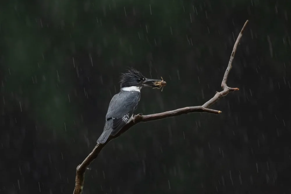 Wang, Max: Waiting in the Rain