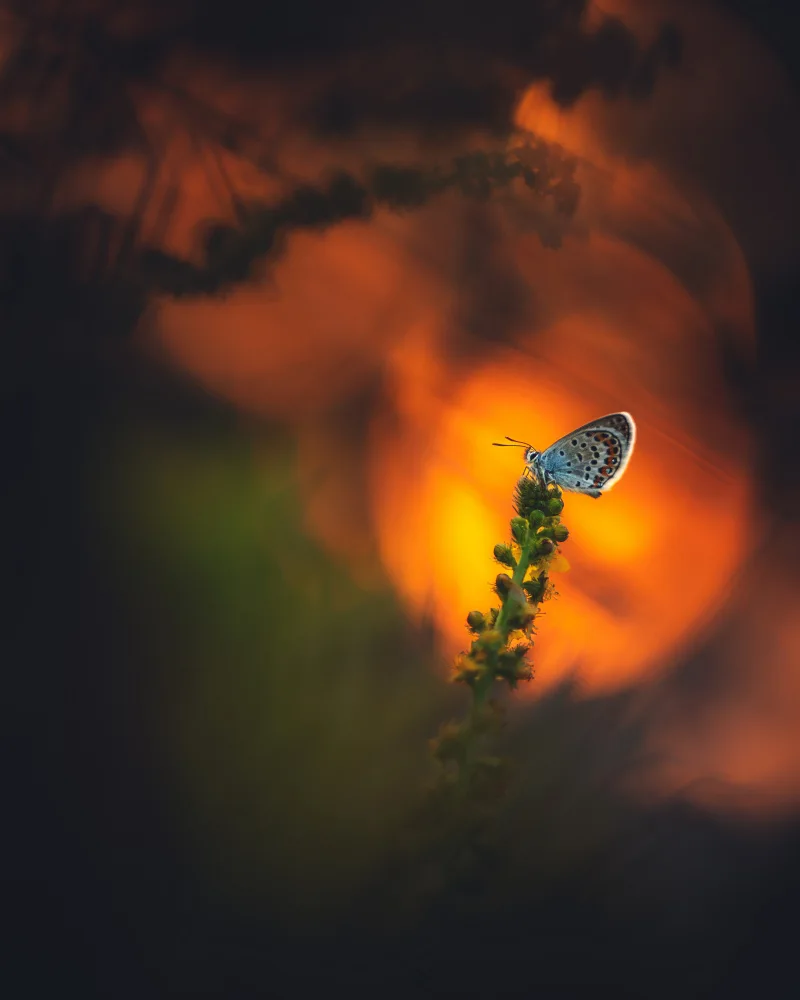 Gerec, Pali: ... waking up ...