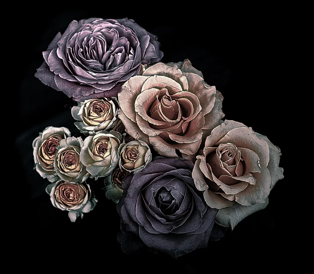 Julie, Angel: Roses