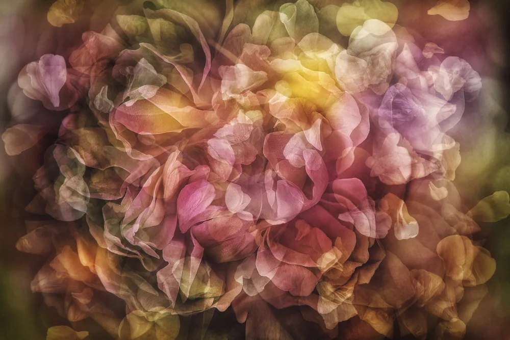 Shumilova, Ludmila: Metamorfosi