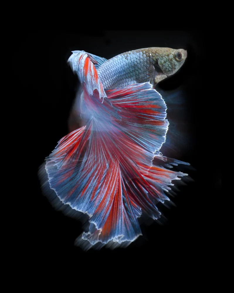 Aditya, Rawisyah: Blue and red bettafish