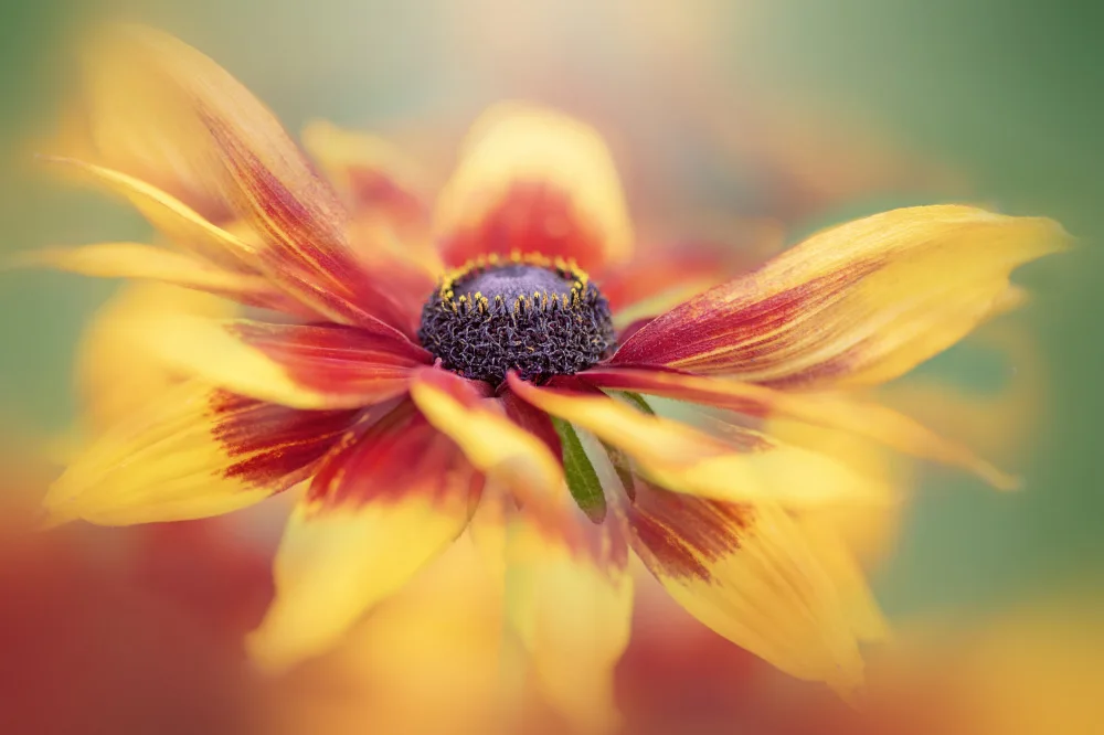 Parker, Jacky: Vibrance