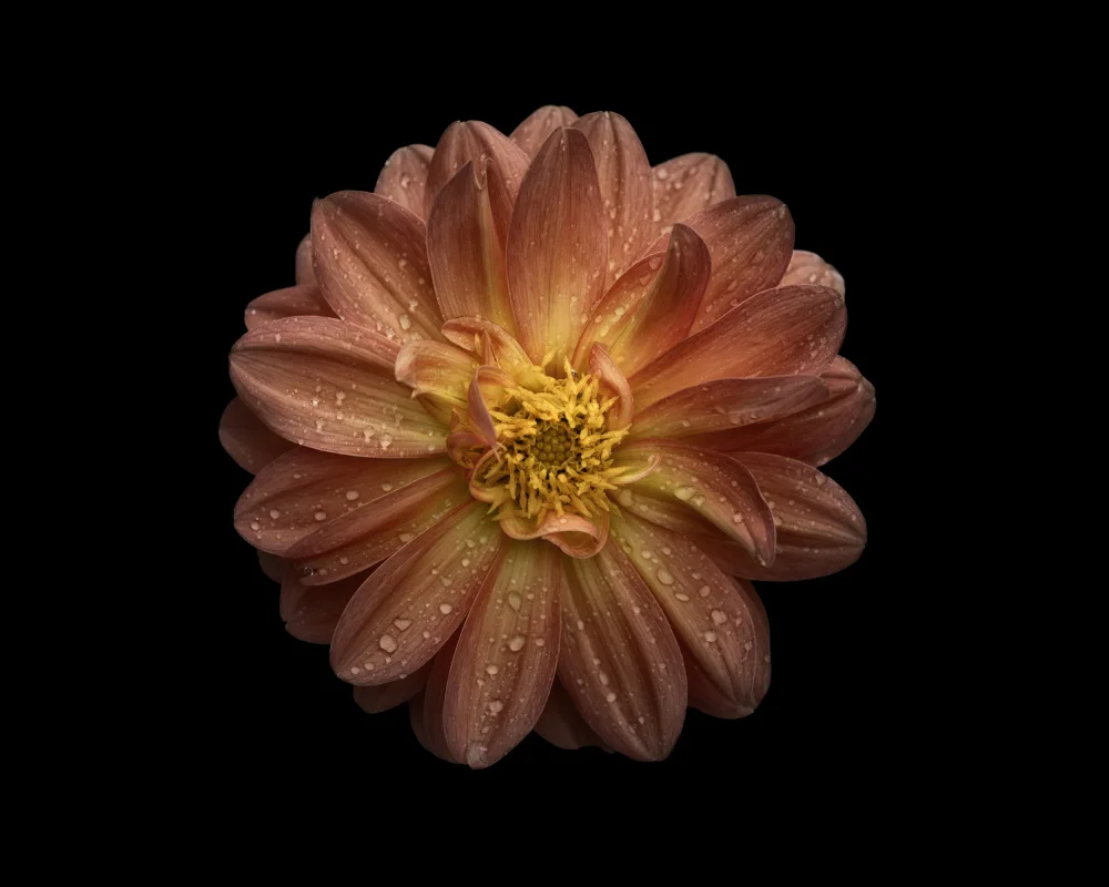 Grønkjær, Lotte: Dahlia