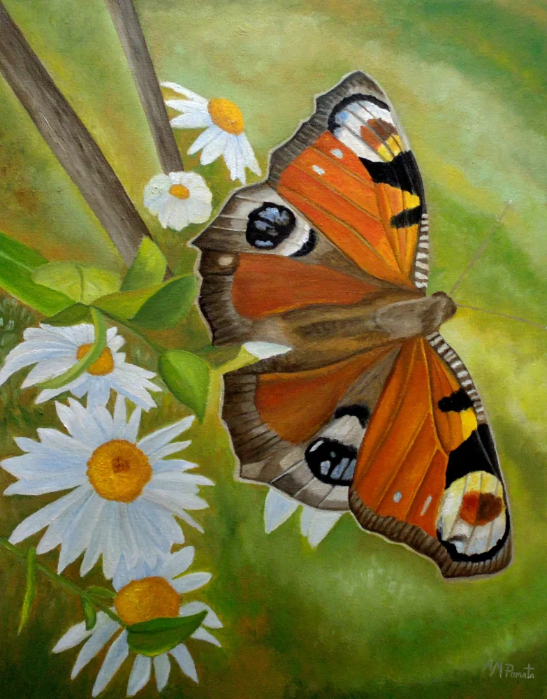 Pomata, M. Angeles: Peacock Butterfly