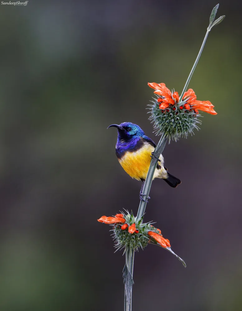 Shroff, Sandeep: Variable Sunbird
