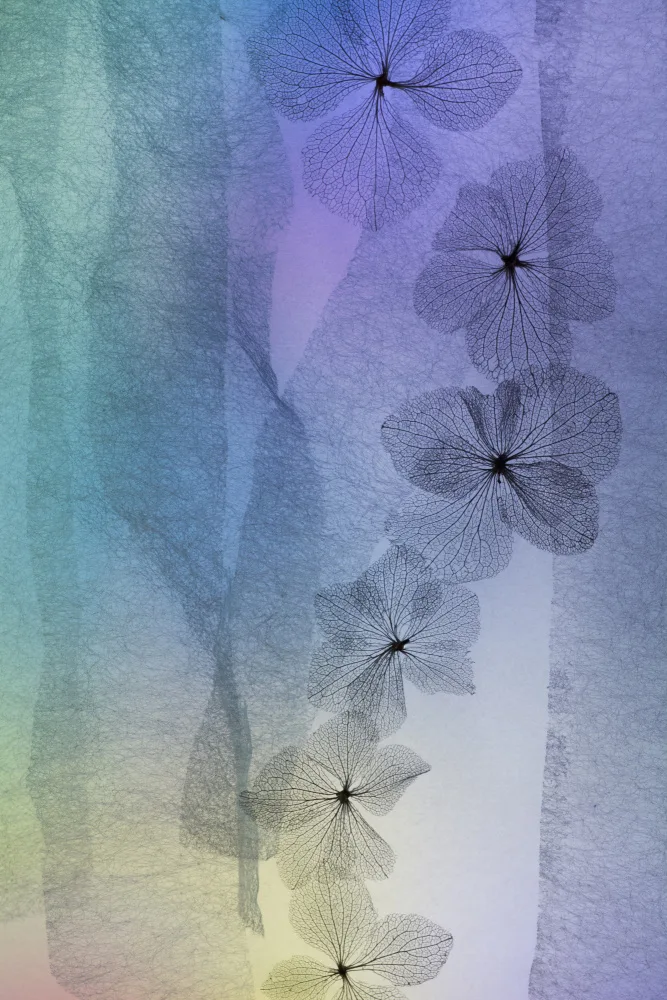 Kowatari, Shihya: Flower Line