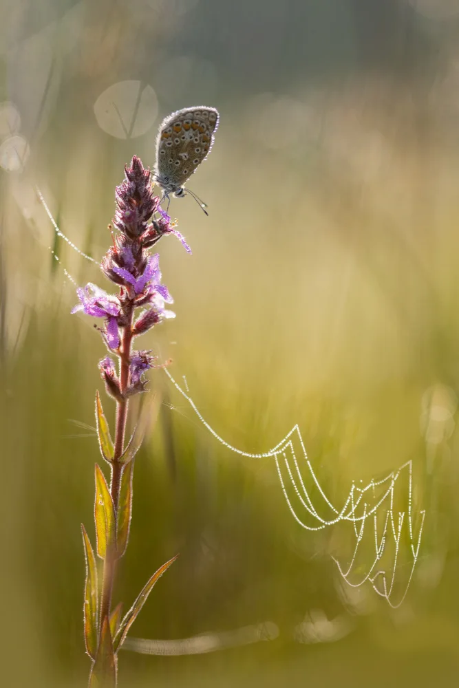Krimpen, van Brigitte: Morning dew