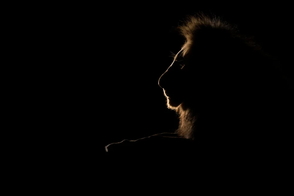 Bashlian, Raffi: A Silhouette of The King