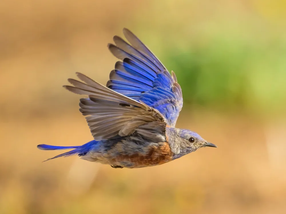 Wang, Moses: Western Blubird in Flight