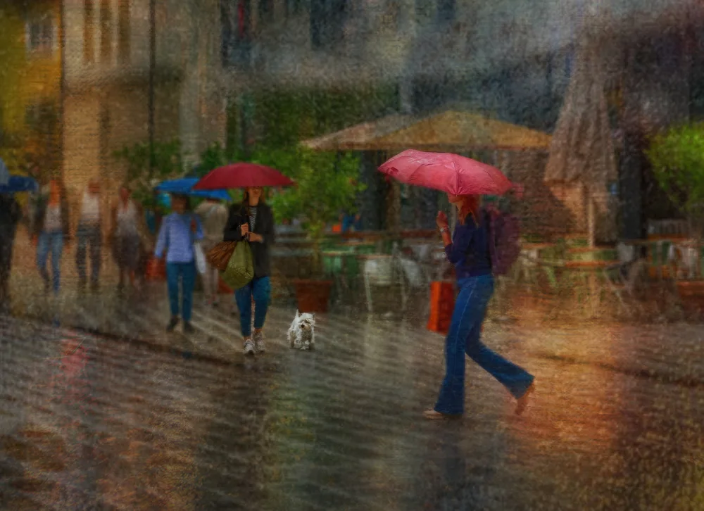 Ohlendorf, Anette: little white dog