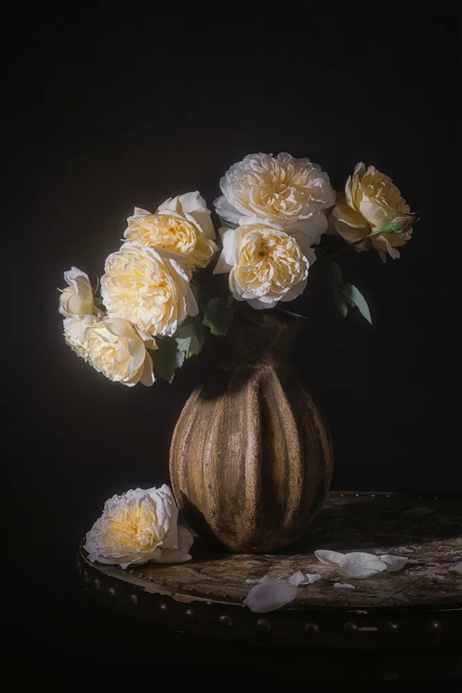 Jacobs, Lydia: LE PAYS PARSON ROSES