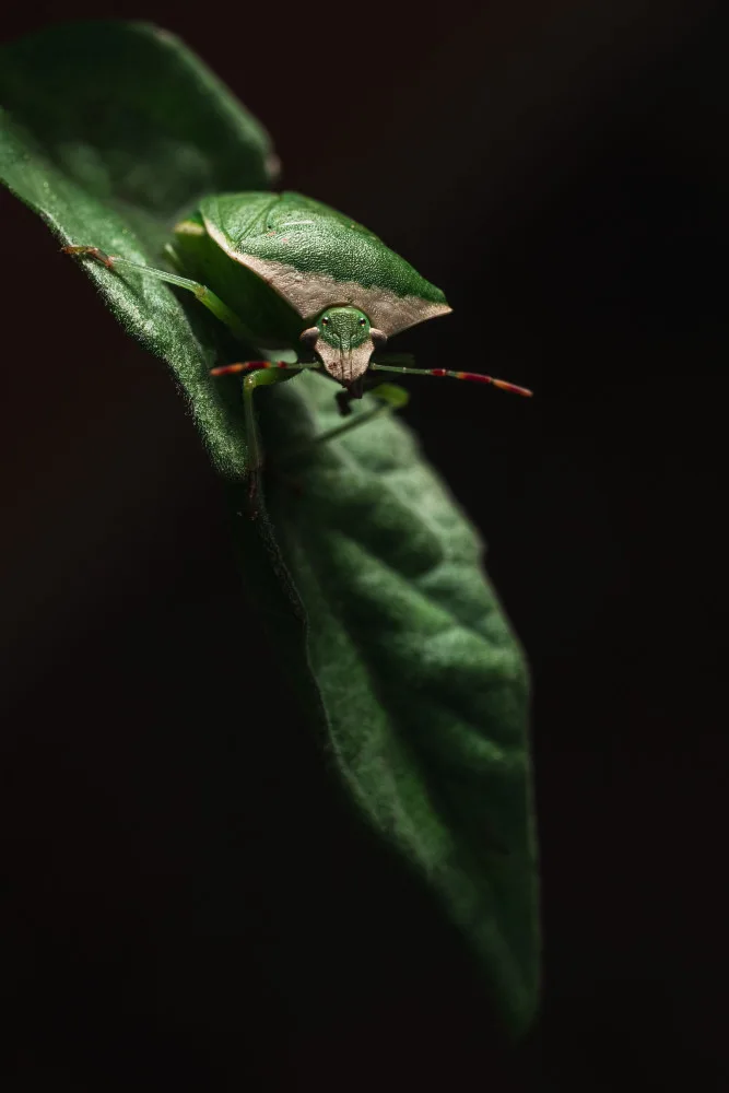 Virág, Dávid: Green Soldier Bug
