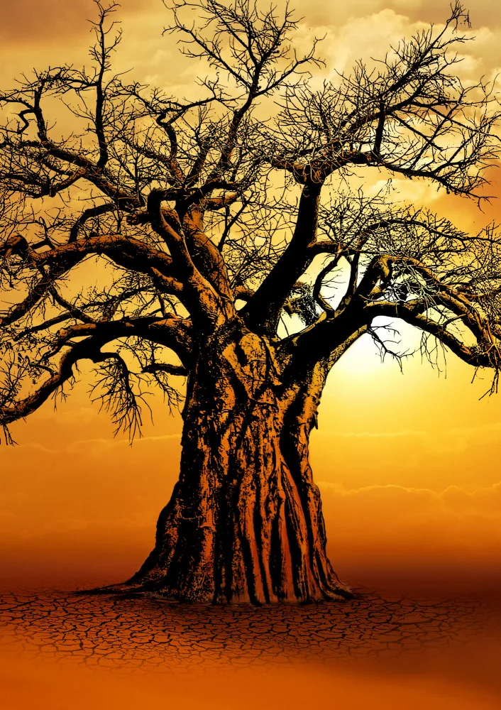 Kaminski, Carlo: African Baobab Tree at Sunset