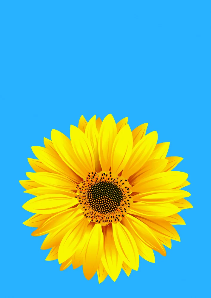Kaminski, Carlo: Sunflower On Blue (h)