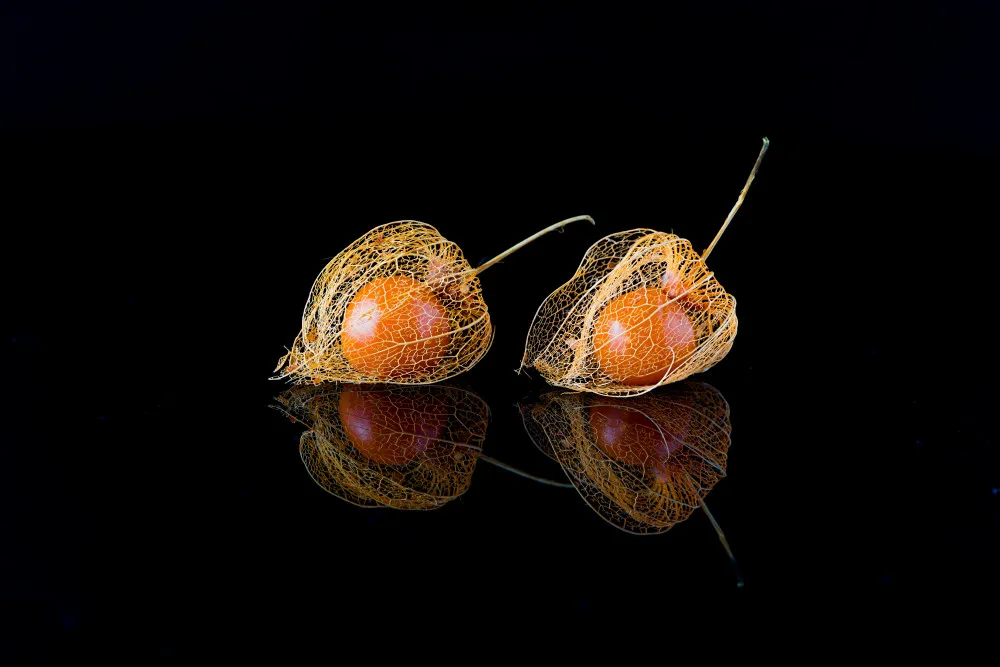 Zhu, Jay: Latten Fruit