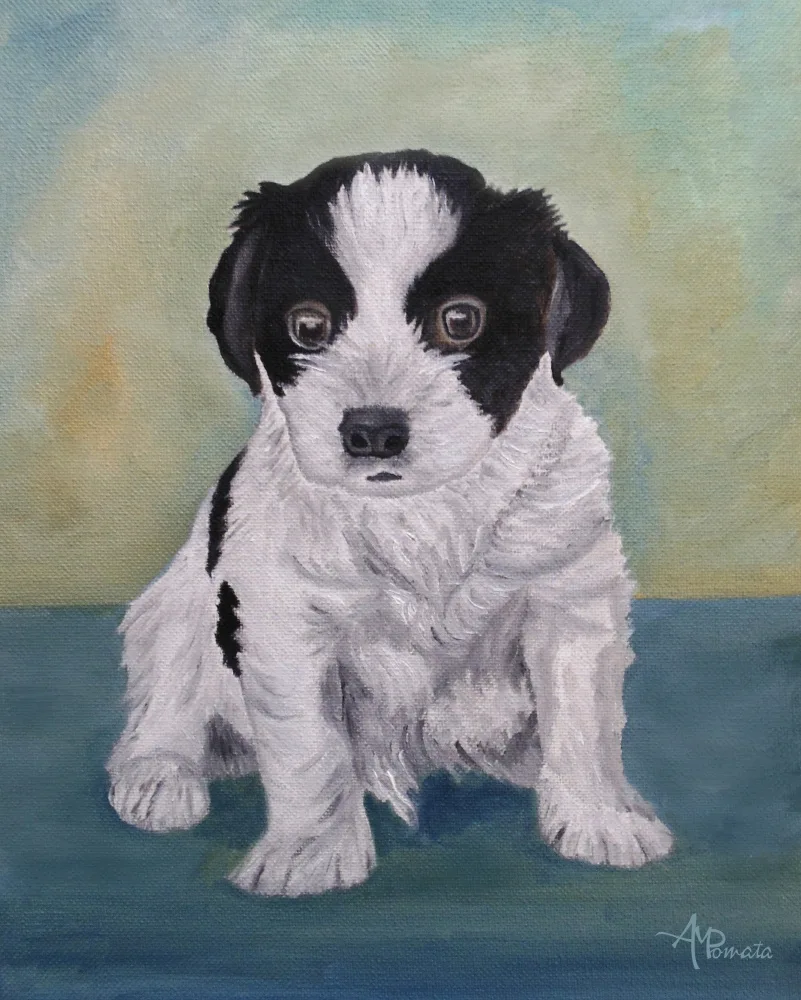 Pomata, M. Angeles: Border Collie Puppy