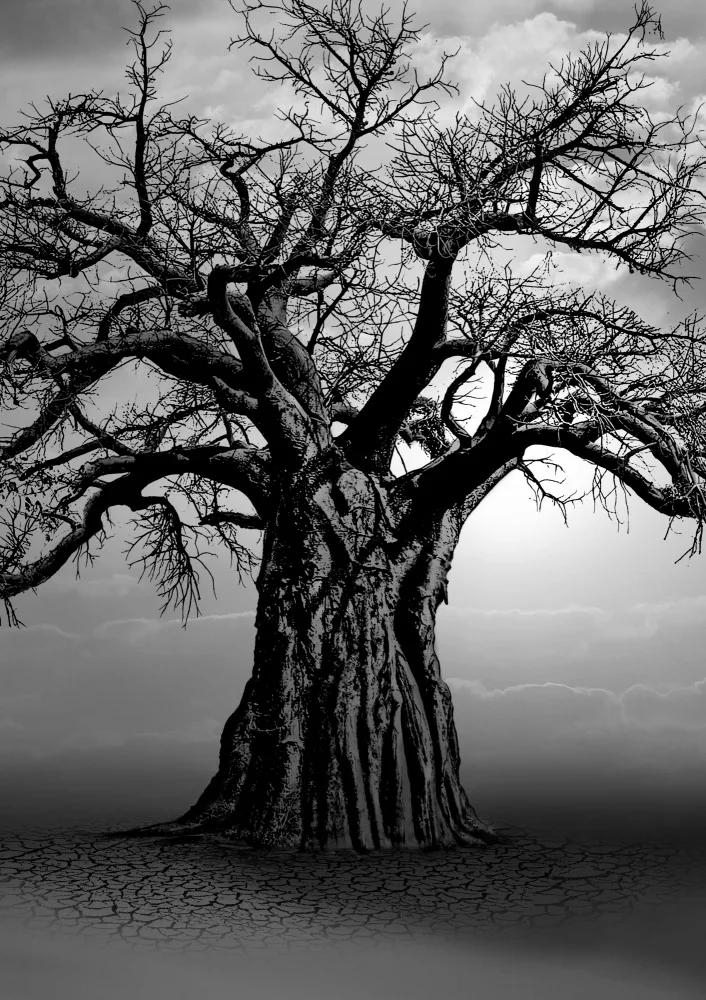 Kaminski, Carlo: African Baobab Tree at Sunset