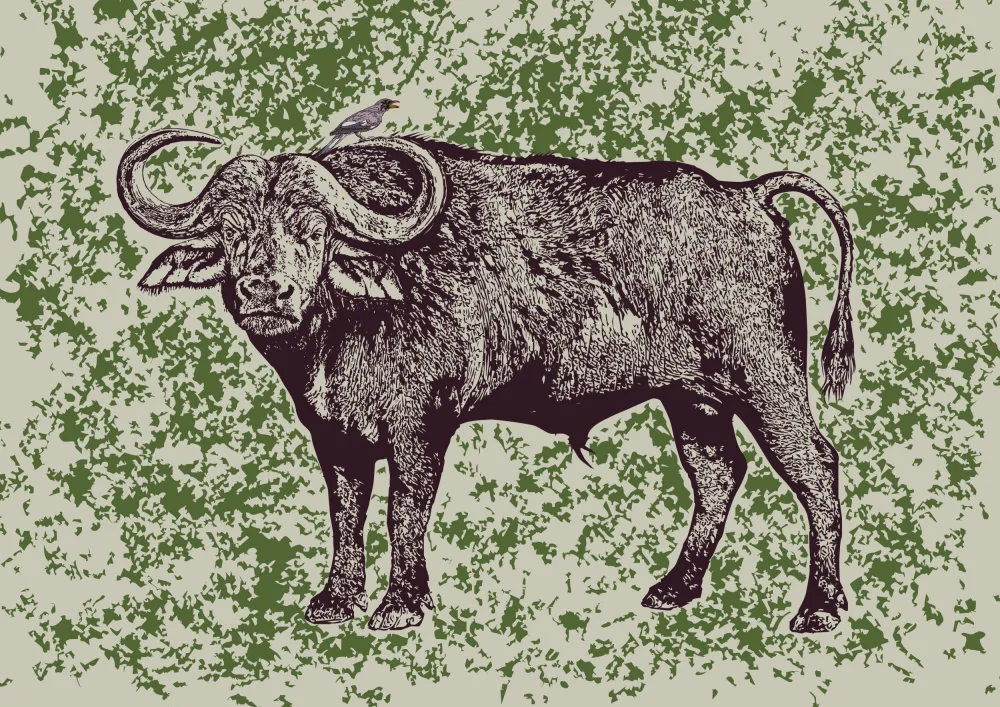 Kaminski, Carlo: Cape Buffalo and Oxpecker