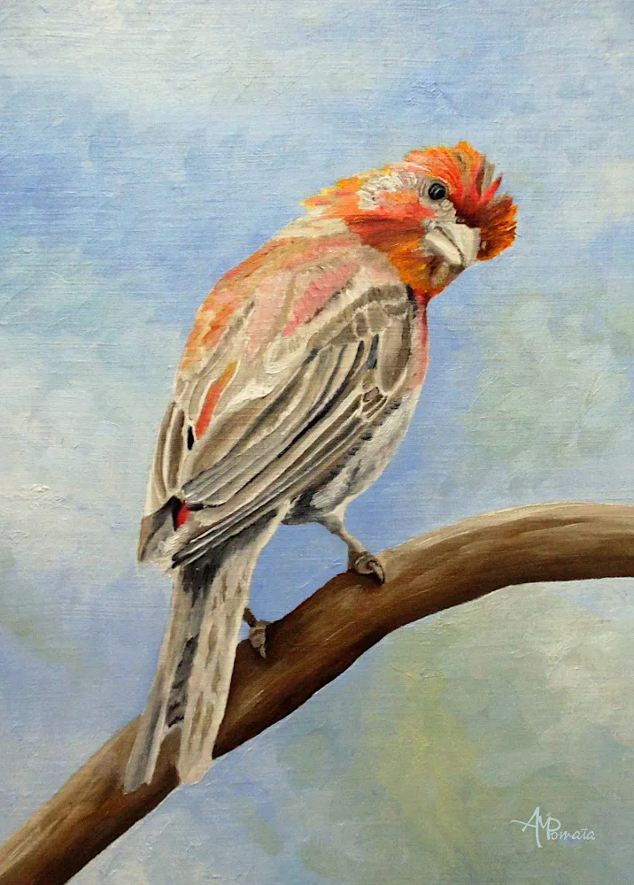 Pomata, M. Angeles: I Spy With My Little Eye   Male House Finch